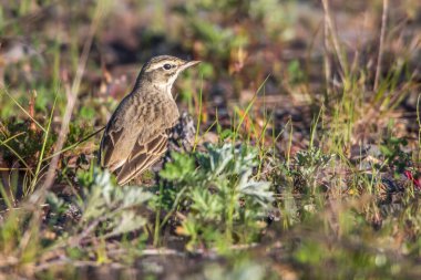 Kahverengi bir tarlada bir Tawny Pipit yem arıyor.