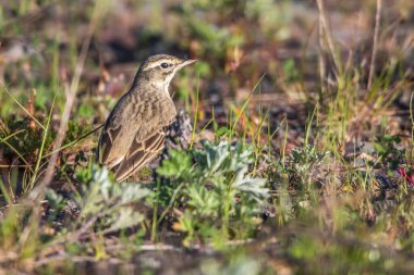 A Tawny Pipit on a brownfield is searching for fodder clipart