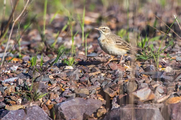 Tawny Pipit Brownfield Searching Fodder — Stock Photo, Image