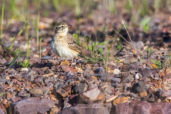 Tawny Pipit Polach Brązowych Szuka Paszy — Zdjęcie stockowe