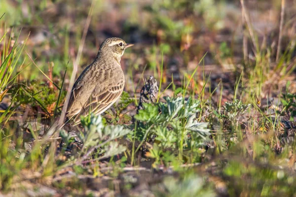 A Tawny Pipit on a brownfield is searching for fodder