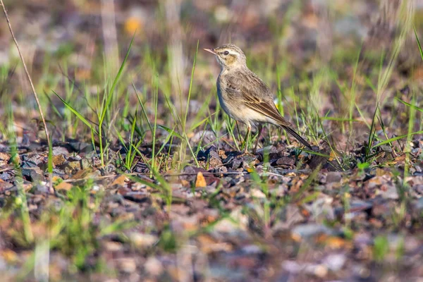 Tawny Pipit Коричневом Поле Ищет Корм — стоковое фото