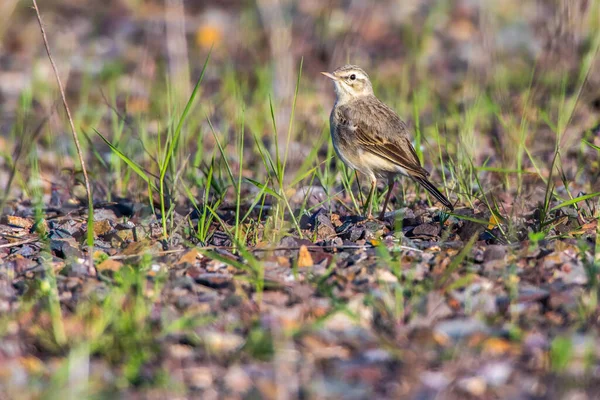 A Tawny Pipit on a brownfield is searching for fodder