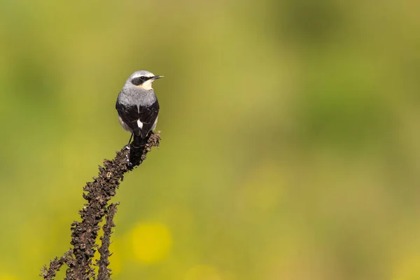 Ein Steinschmätzer Ist Auf Futtersuche — Stockfoto