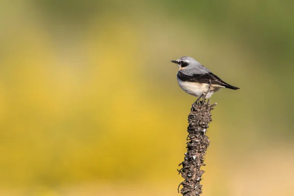 Common Wheatear Searching Fodder — Stock Photo, Image