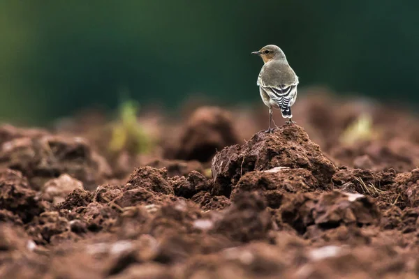 Ein Steinschmätzer Ist Auf Futtersuche — Stockfoto