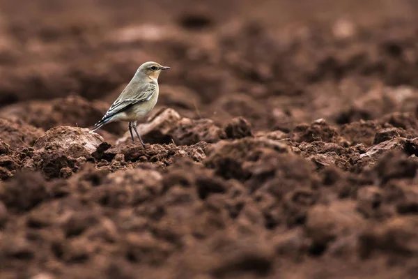 Ein Steinschmätzer Ist Auf Futtersuche — Stockfoto