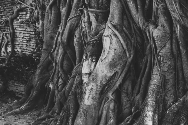 Hintergrund Antike Buddha Steinkopfstatue Banyan Baumwurzel Thailand Ayutthaya Wat Mahathat — Stockfoto