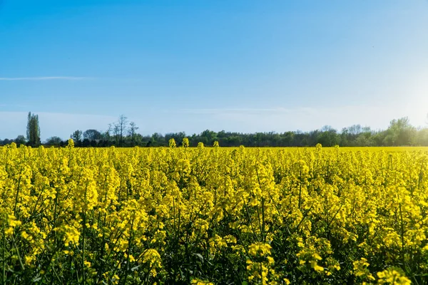 Horizontal landscape backgrounds of beautiful spring summer blooming yellow rape flower field with clear blue sky no clouds for bio organic agriculture harvest growth in Germany made canola oil butter