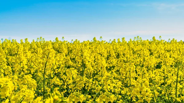Horizontal landscape backgrounds of beautiful spring summer blooming yellow rape flower field with clear blue sky no clouds for bio organic agriculture harvest growth in Germany made canola oil butter