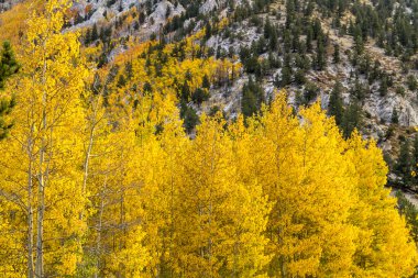Sonbahar renk ve Colorado karda