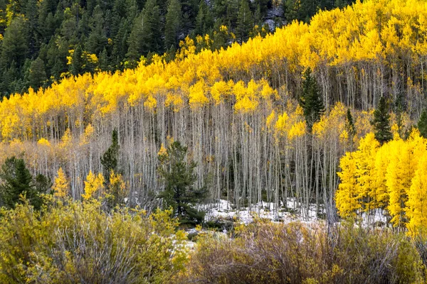 Colore autunno e neve in Colorado — Foto Stock