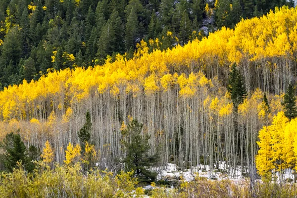 Colore autunno e neve in Colorado — Foto Stock