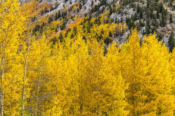 Herbst Farbe und Schnee in colorado — Stockfoto