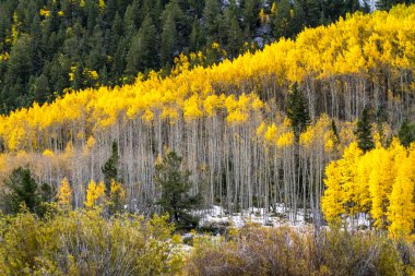 Sonbahar renk ve Colorado karda