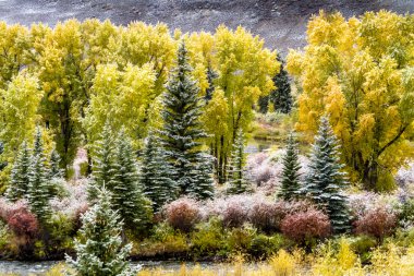 Sonbahar renk ve Colorado karda