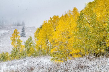Fall Color and Snow in Colorado clipart