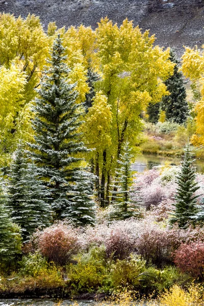 Fall Color en sneeuw in Colorado — Stockfoto