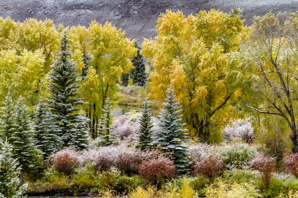 Caída de color y nieve en Colorado —  Fotos de Stock