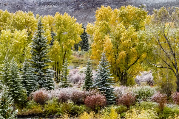 Höstfärg och snö i Colorado — Stockfoto