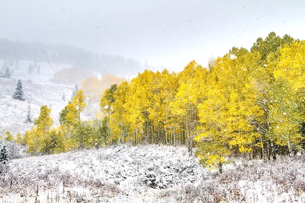 Caída de color y nieve en Colorado —  Fotos de Stock