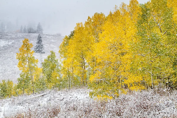 Queda de cor e neve no Colorado — Fotografia de Stock