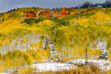 Sonbahar renk ve Colorado karda