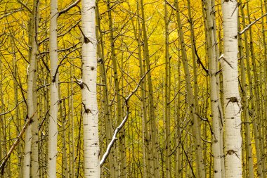 Sonbahar renk ve Colorado karda