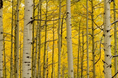 Sonbahar renk ve Colorado karda