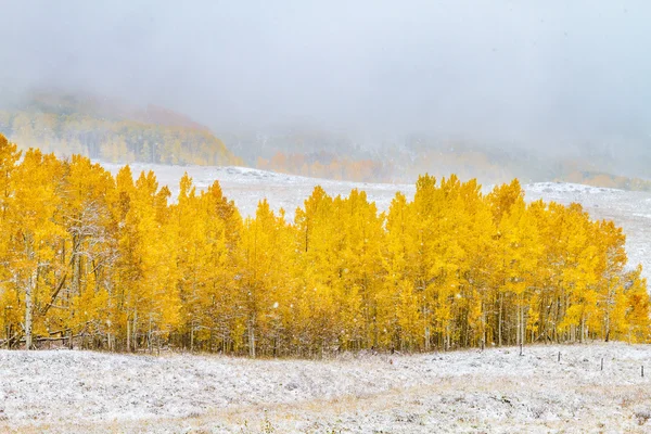 秋の色とコロラド州の雪 — ストック写真