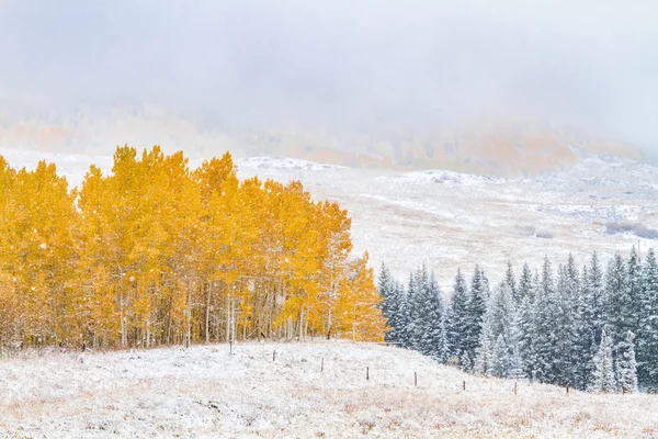 Õszi szín és a hó, a Colorado — Stock Fotó