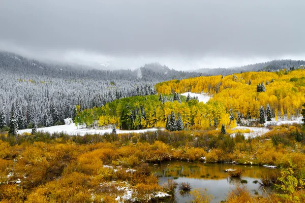 Podzimní barevné listí a sněhu v Coloradu — Stock fotografie