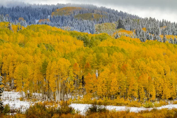 Queda de cor e neve no Colorado — Fotografia de Stock
