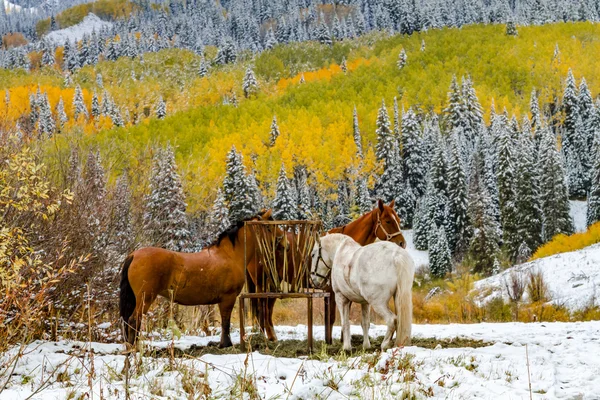 Podzimní barevné listí a sněhu v Coloradu — Stock fotografie
