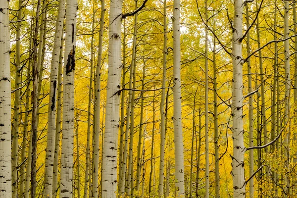 Spadek koloru i śniegu w Colorado — Zdjęcie stockowe