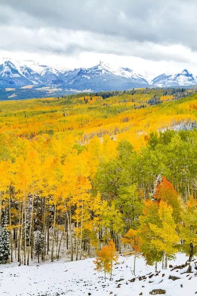 Осенний цвет и снег в Колорадо — стоковое фото