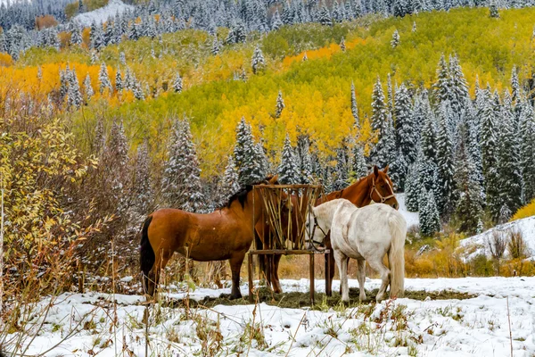 Caída de color y nieve en Colorado Imagen De Stock