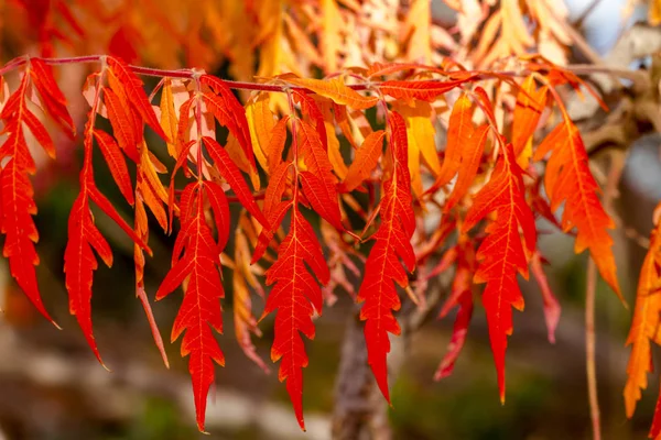 Herbstfarben im Outdoor Park — Stockfoto