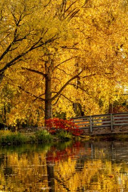 Sonbahar renkleri açık park