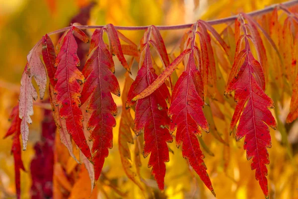 Herbstfarben im Outdoor Park — Stockfoto