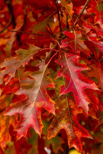 Herfst kleuren in buiten Park — Stockfoto