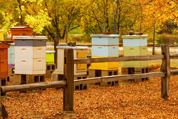 Aged Wooden Bee Hives in Autumn Setting