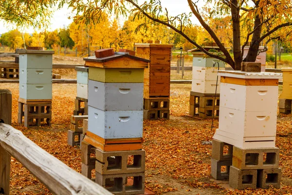 Aged Wooden Bee Hives in Autumn Setting — Stock Photo, Image