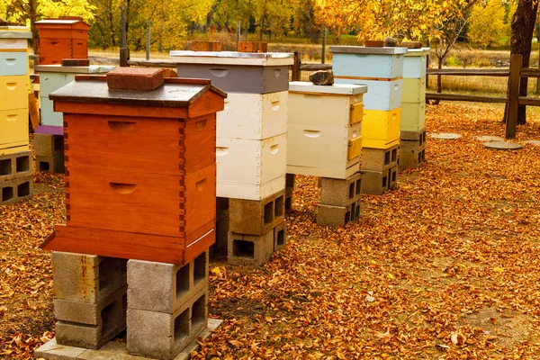 Aged Wooden Bee Hives in Autumn Setting — Stock Photo, Image