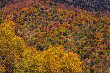 Büyük Smoky Dağları Milli Parkı içinde Güz