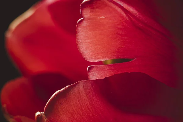 Primer plano de pétalos de tulipán rojo —  Fotos de Stock
