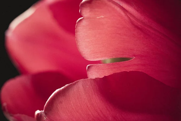 Primer plano de pétalos de tulipán rojo —  Fotos de Stock