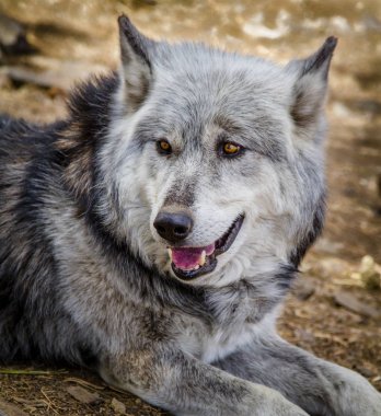 Kurt ve kurt köpekleri kışın