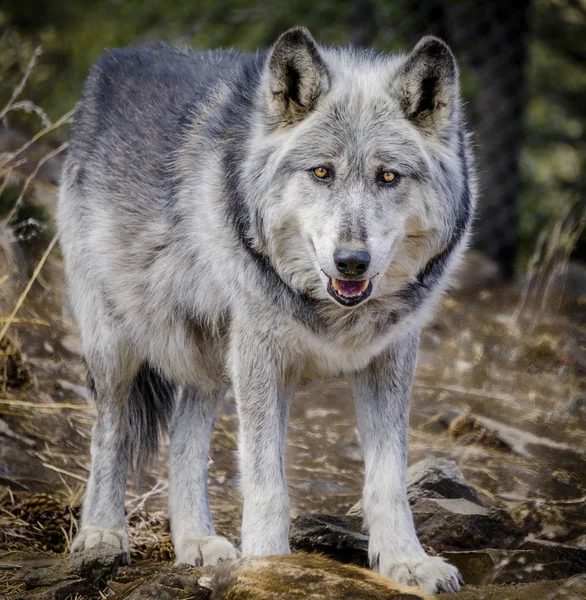 Lobo y lobo perros en invierno — Foto de Stock