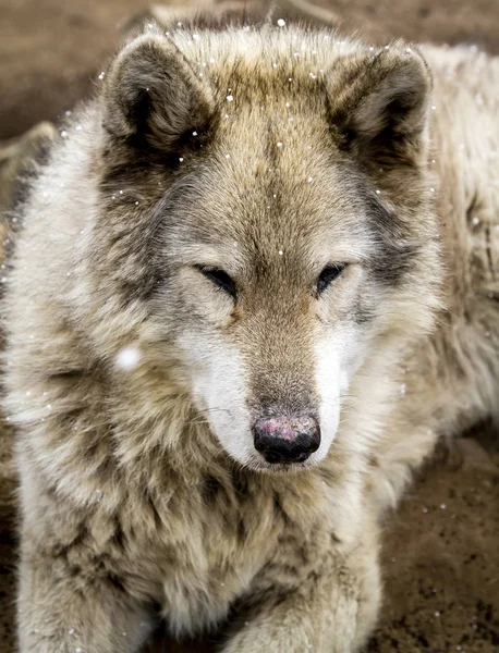 Lupo e lupo cani in inverno — Foto Stock